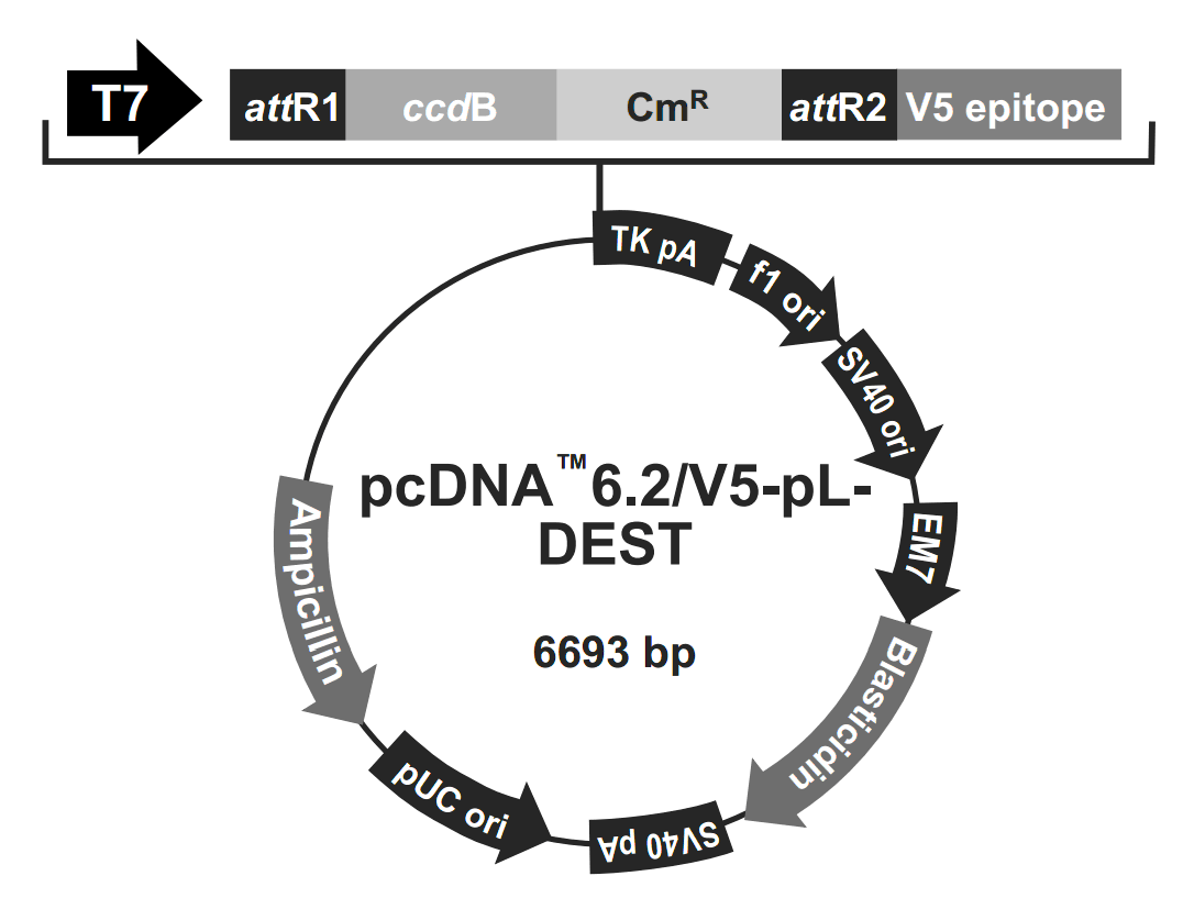 pcDNA6.2-V5-PL-DEST载体图谱